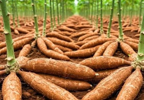 313bcee8f766d4b6d57514e2bbaa8cf7