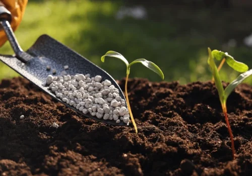 fertilizing-soil-growing-young-sprouts-600nw-2448249849